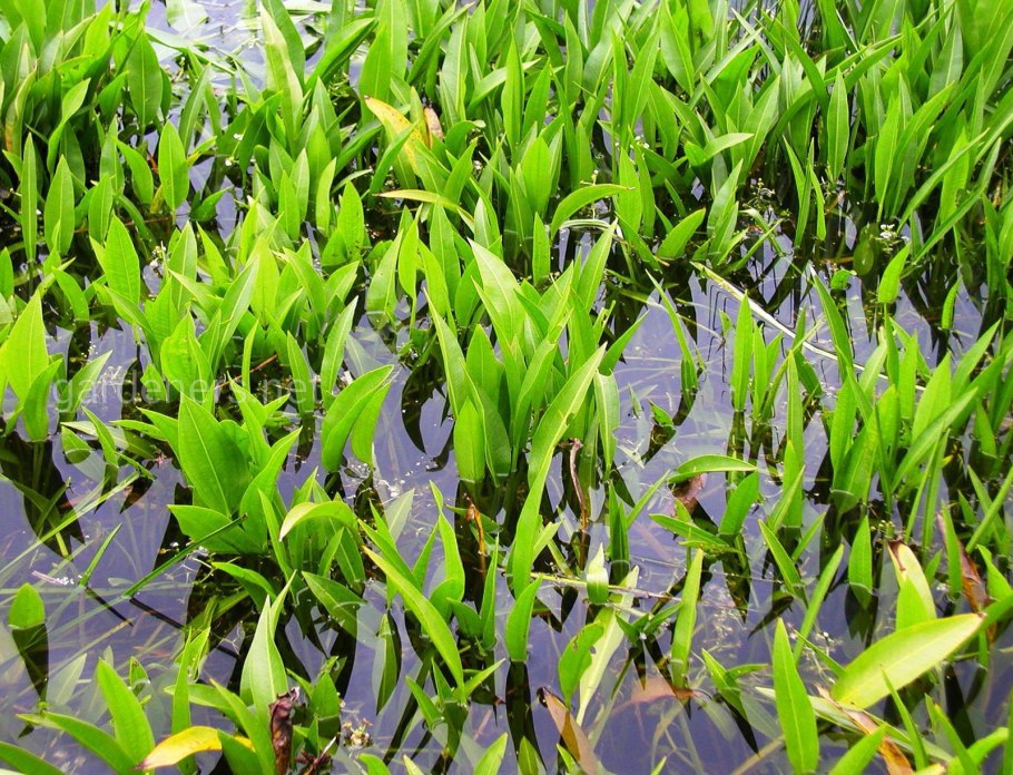 Sagittaria Natans Pall. - Стрелолист плавающий