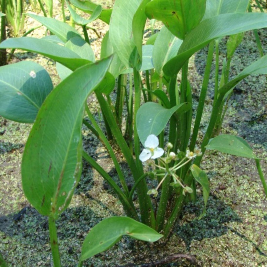 Стрелолист алоэвидный