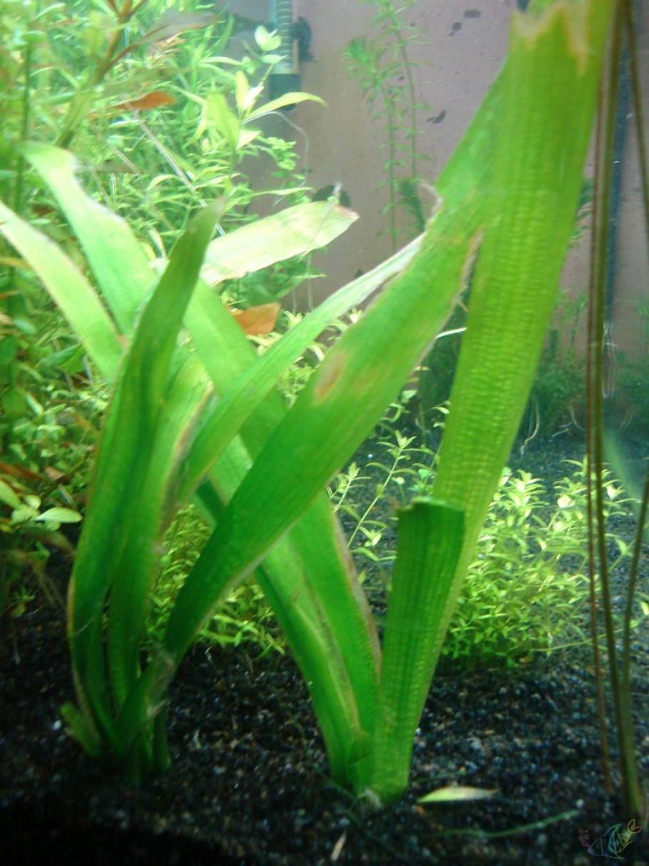 Sagittaria Natans Pall. - Стрелолист плавающий