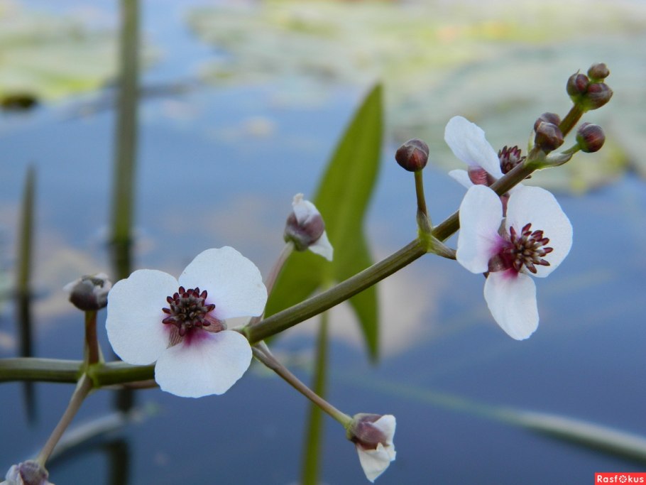 Стрелолист, ольха, Осока