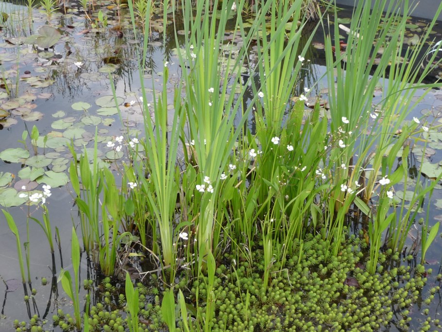 Sagittaria слив