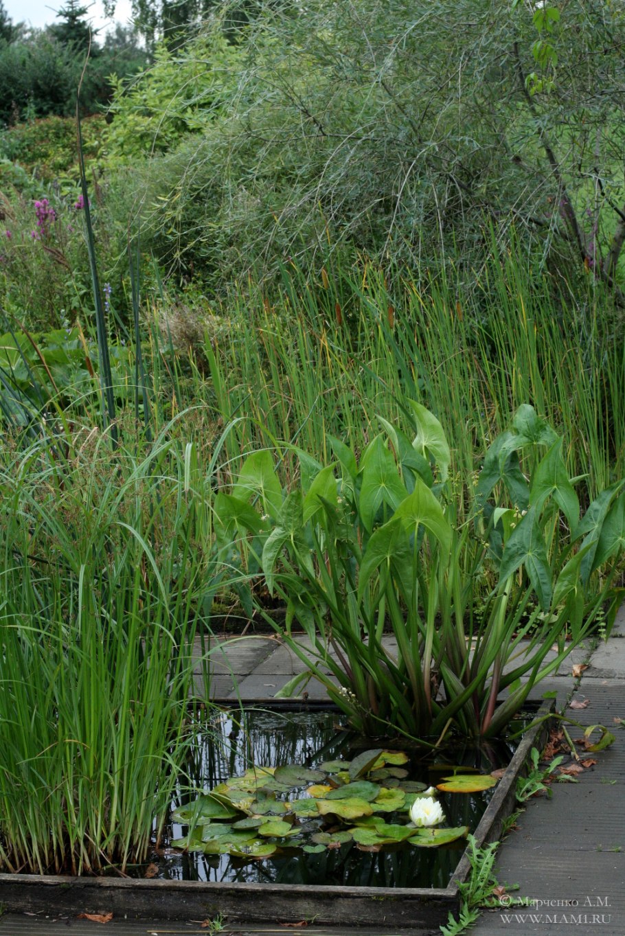Водные растения для пруда названия
