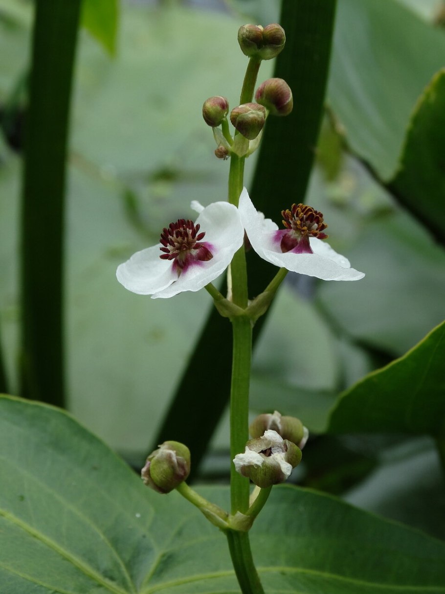 Сагиттария (японский стрелолист)