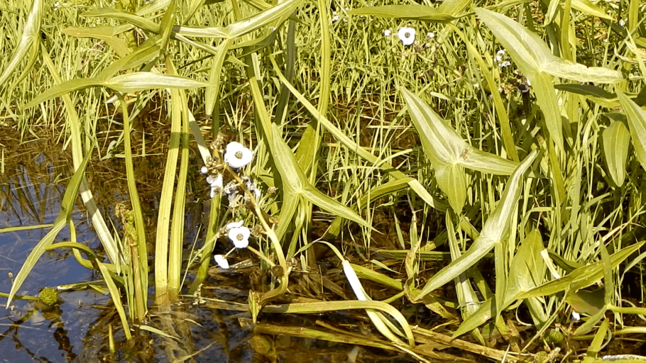 Сагиттария стрелолист