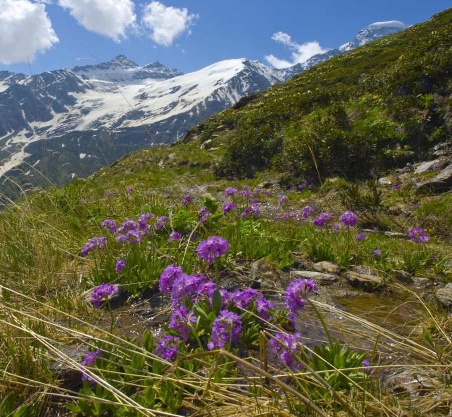 Альпийские Уральские Луга