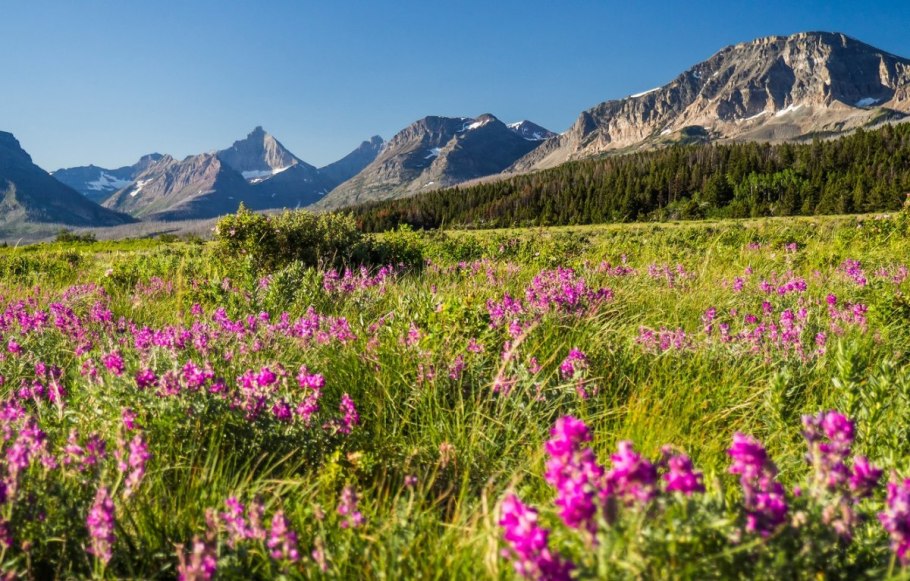 Альпийские низкотравные Луга