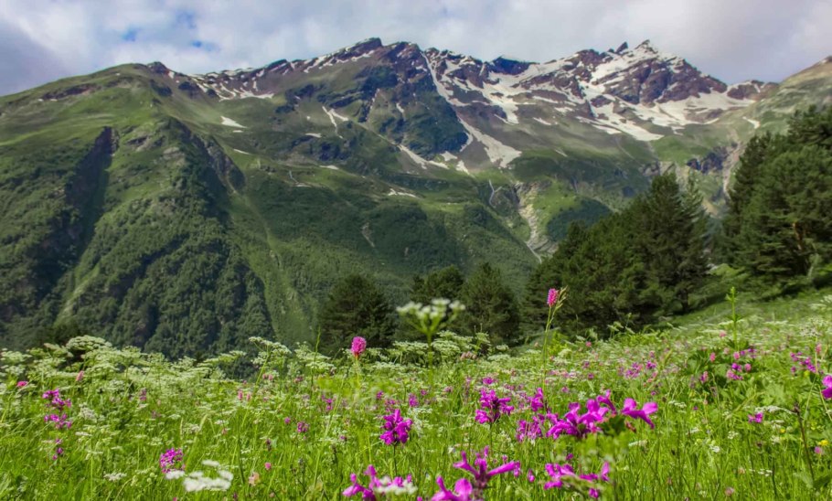Домбай Альпийские Луга