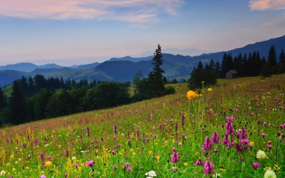 Горы Алтая Альпийские Луга