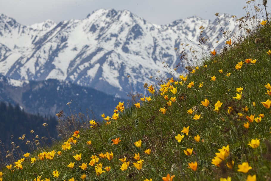 Национальный парк "Приэльбрусье" (Кабардино-Балкария)