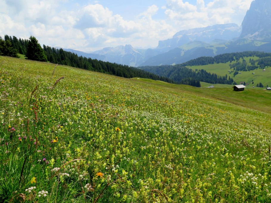 Альпийские Уральские Луга