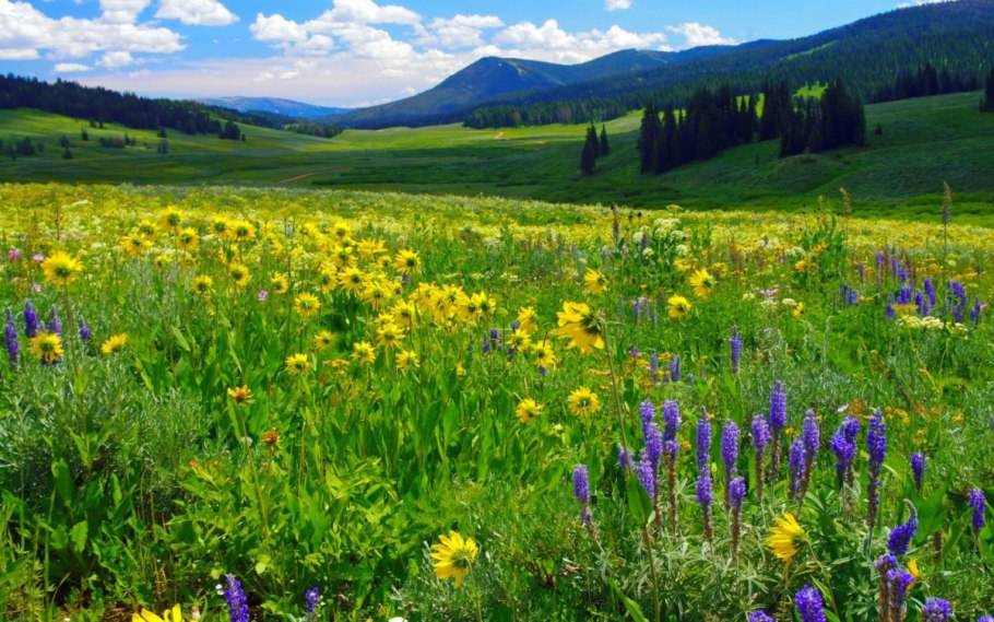 Субальпийские Луга Кисловодск