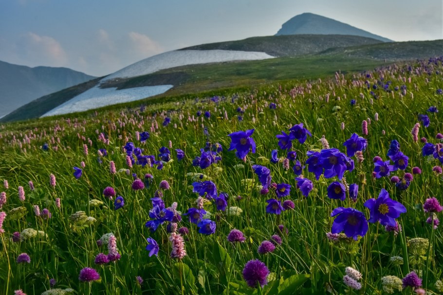 Альпийские Луга Дагестана