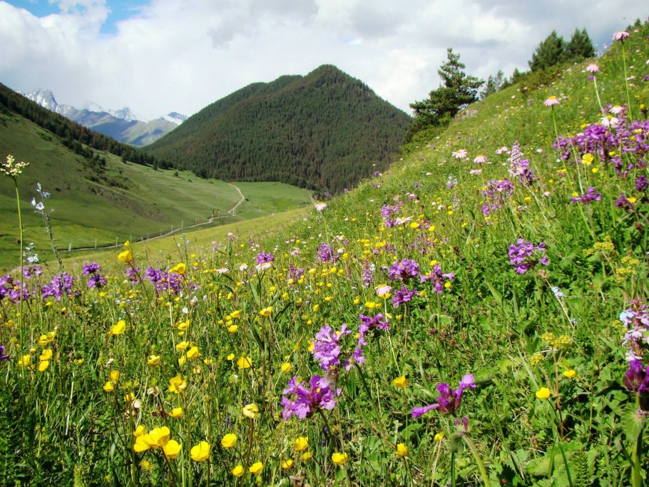 Альпийские Луга Урал
