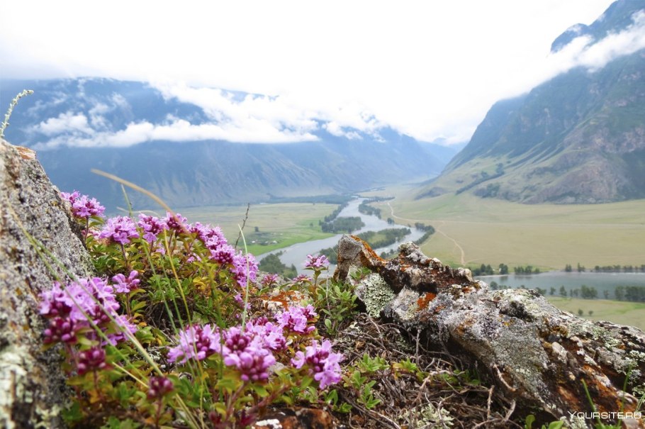 Цветение маральника горный алтай
