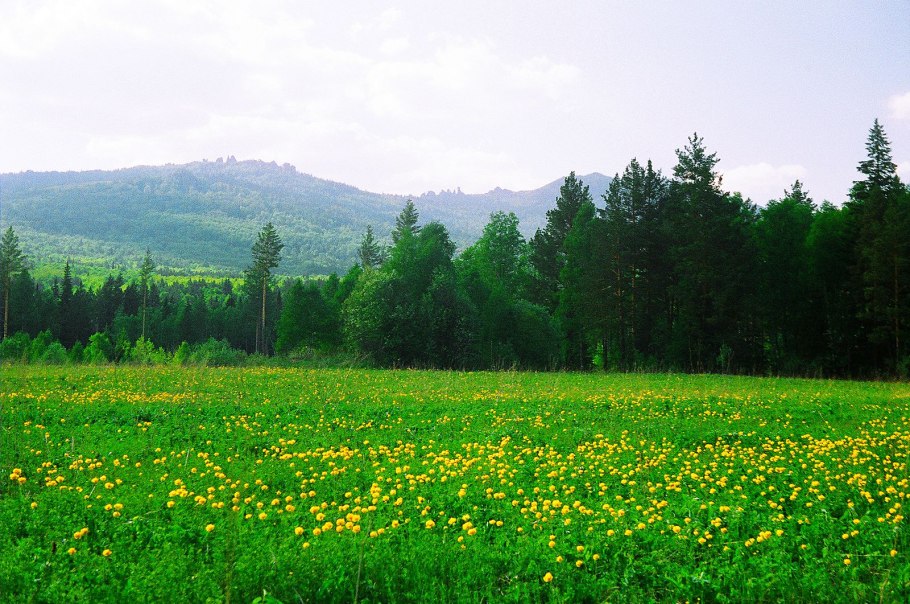 Поля разнотравье Алтая