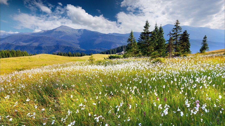 Альпийские Луга разнотравье
