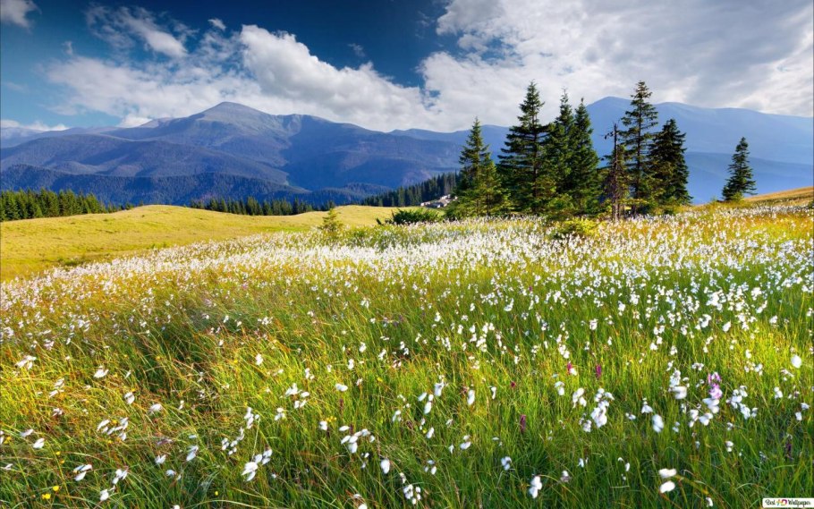 Карпаты украина луга