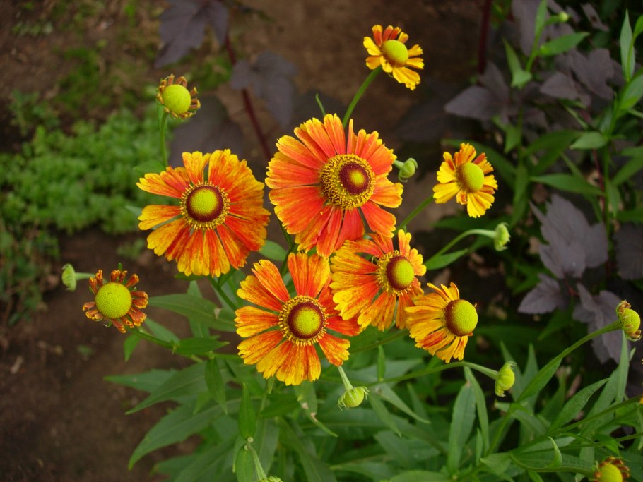 Гелениум осенний Helenium autumnale