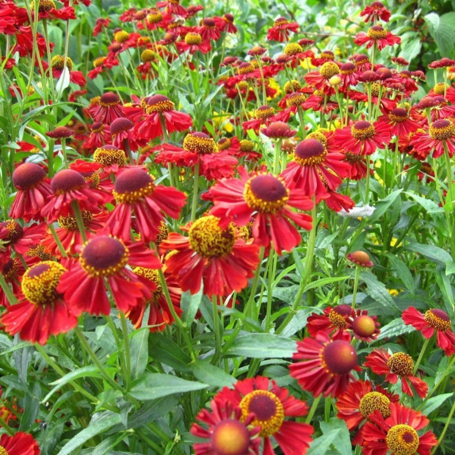 Гелениум `Gartensonne`