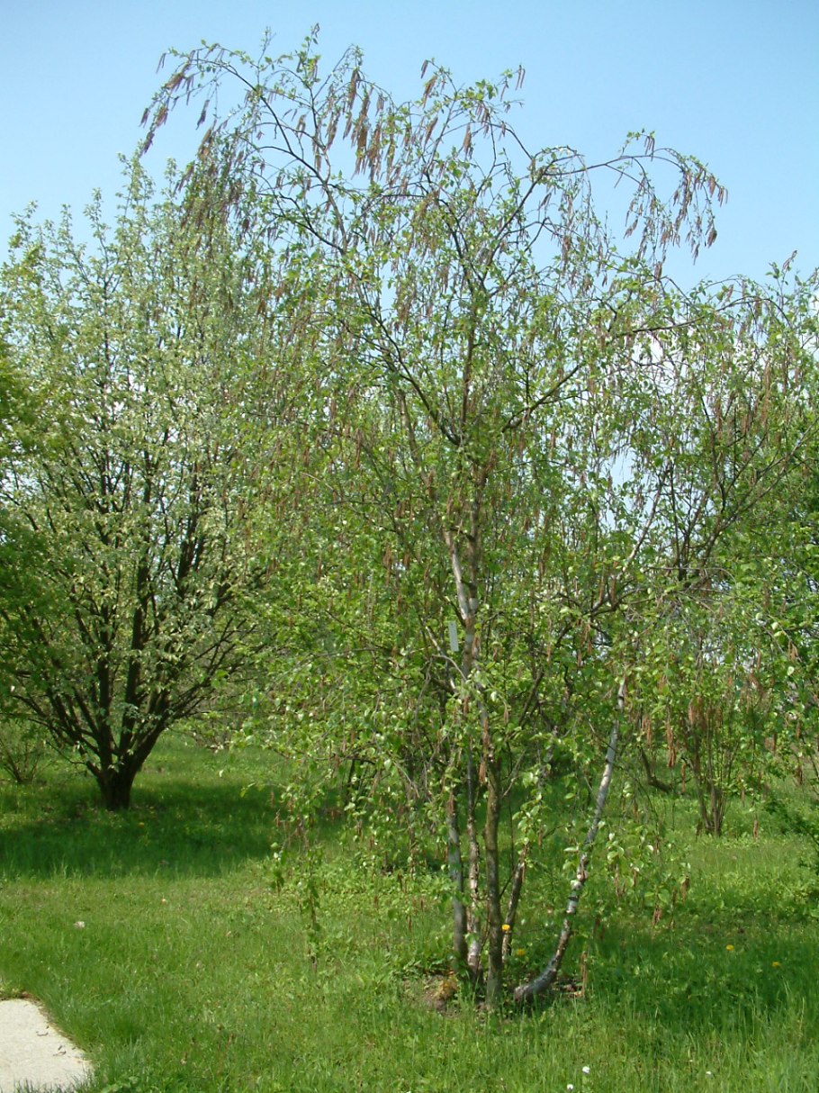 Берёза Даурская