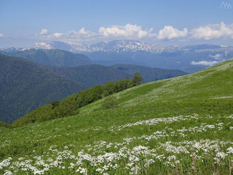 Береза пушистая Betula pubescens