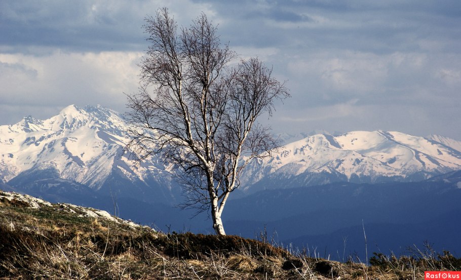 Берёза Радде