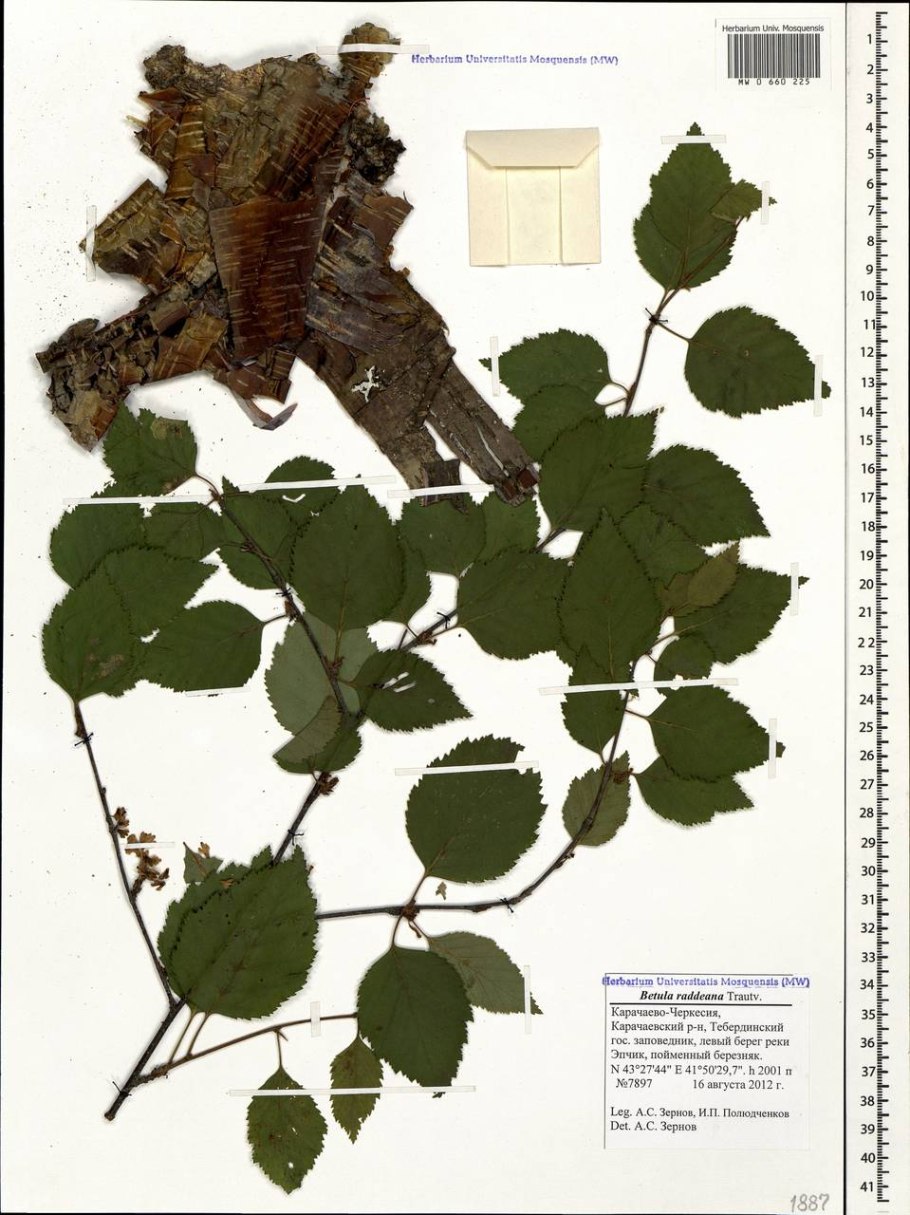 Береза Радде красная книга