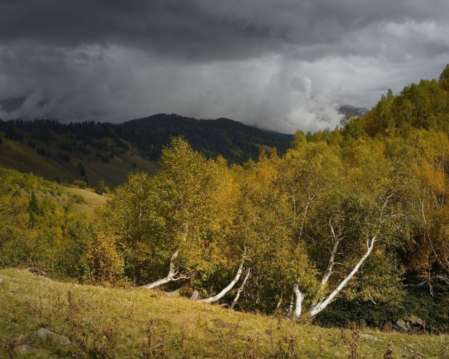 Куршская коса береза бородавчатая