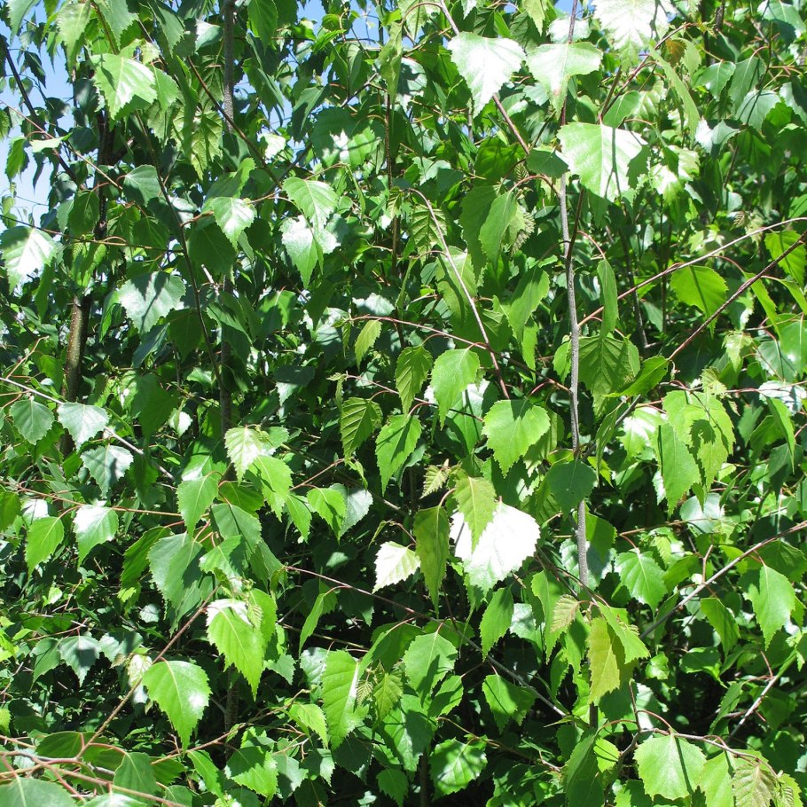 Березы на Камчатке