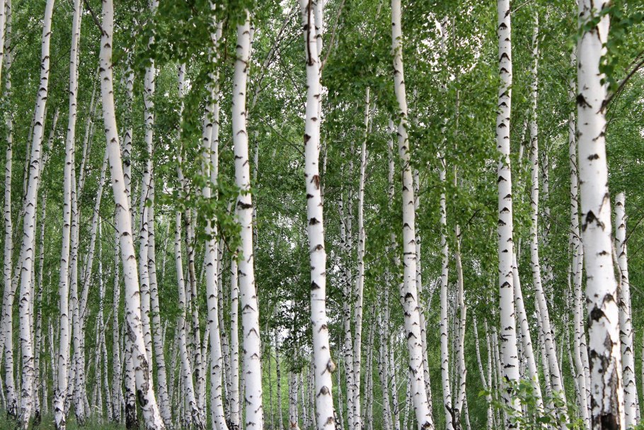 Ольха Максимовича