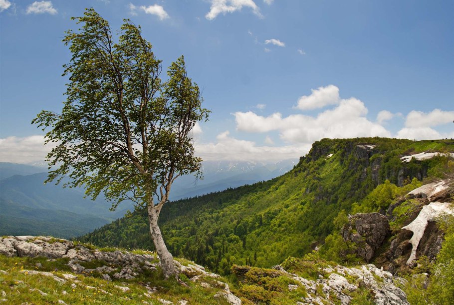 Алтайский заповедник береза