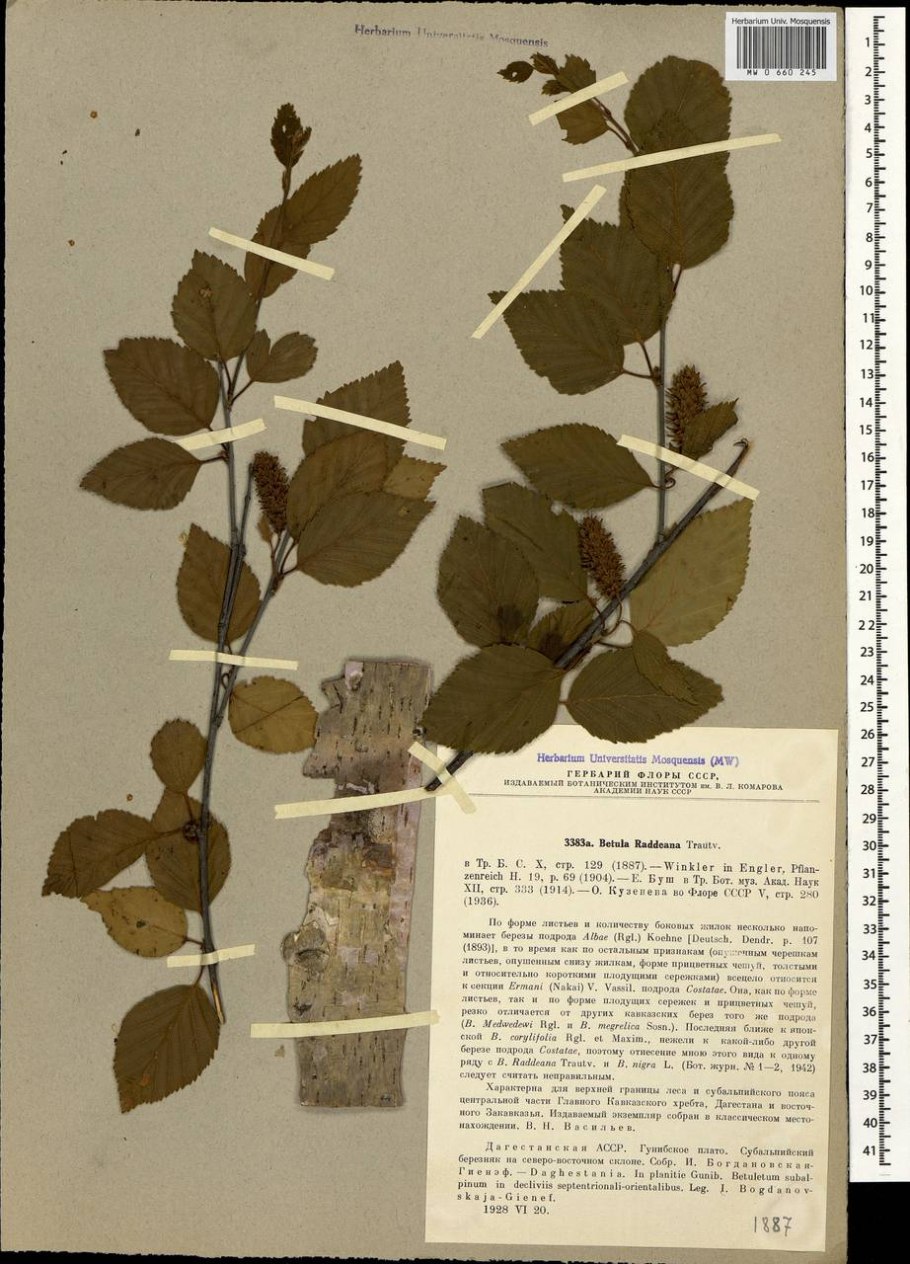 Береза Радде красная книга