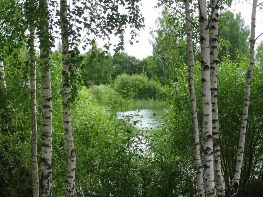 Береза в горах