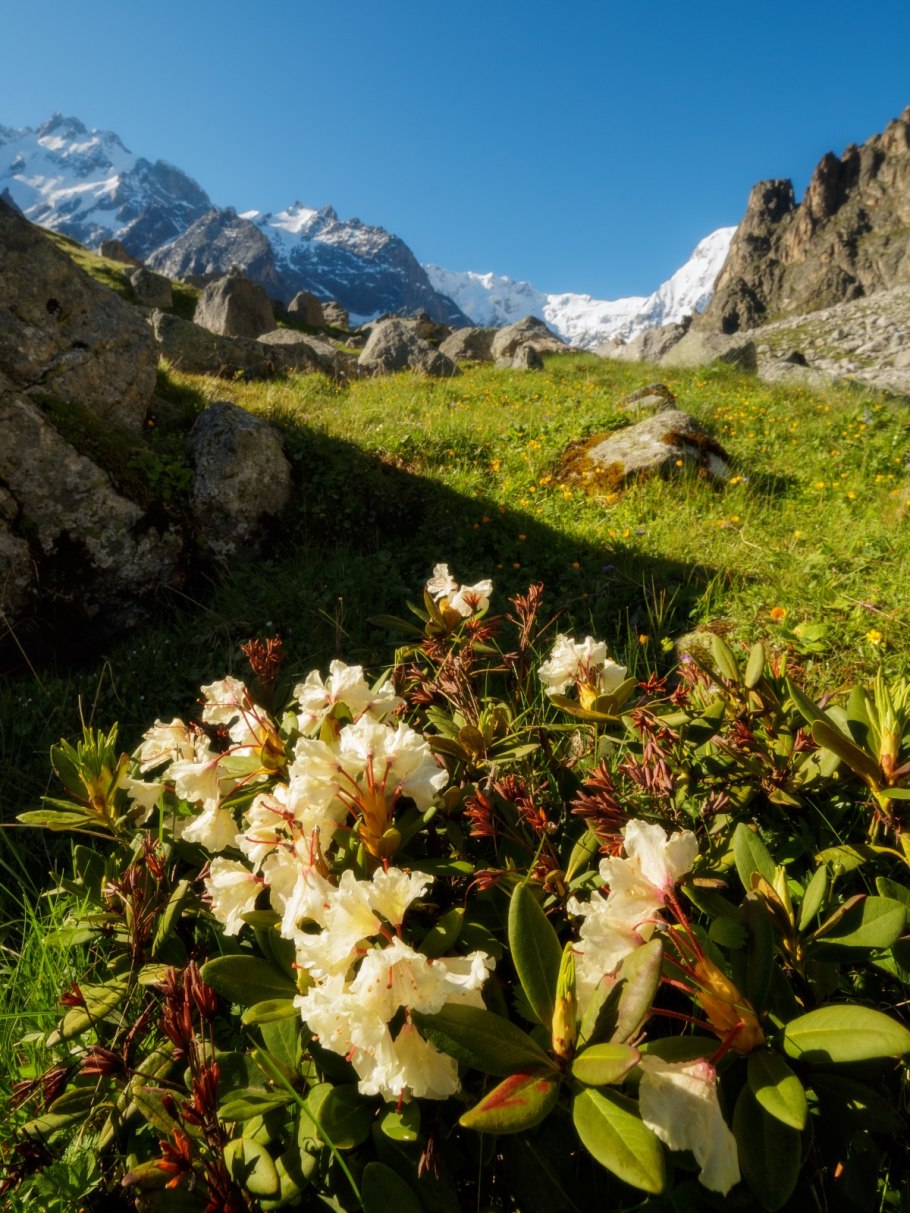 Берёза Радде