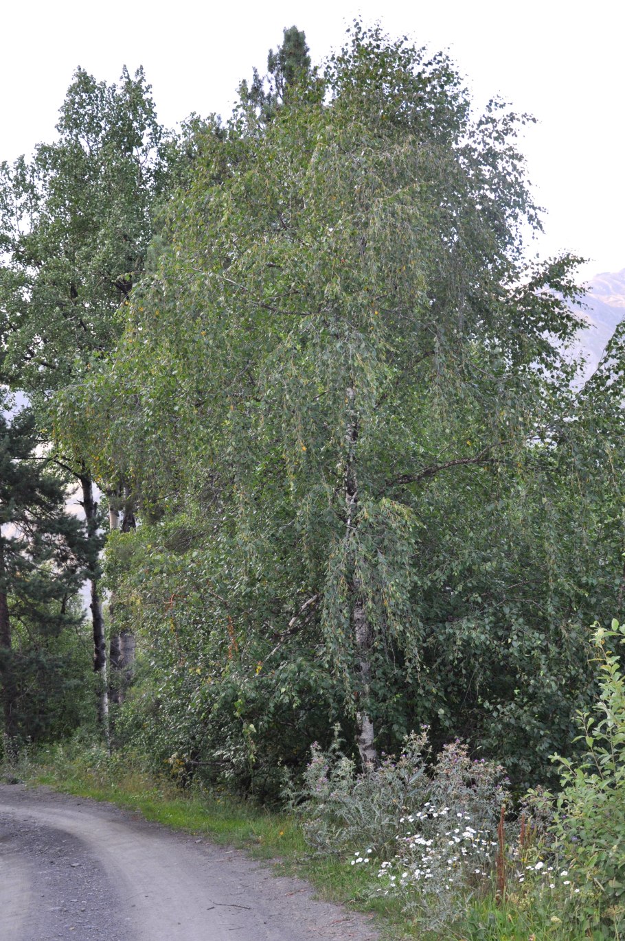 Рододендрон эндемик Кавказа