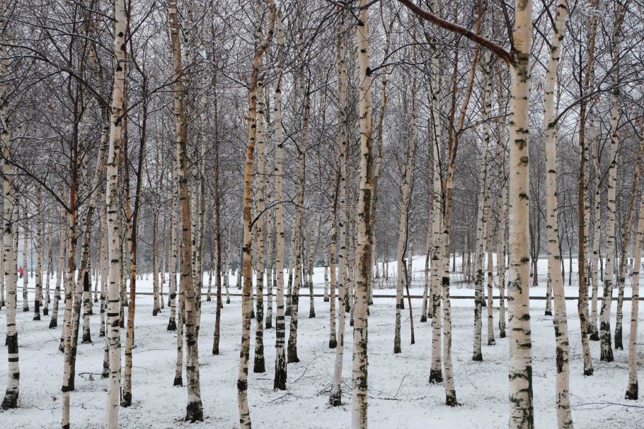 Береза повислая кора