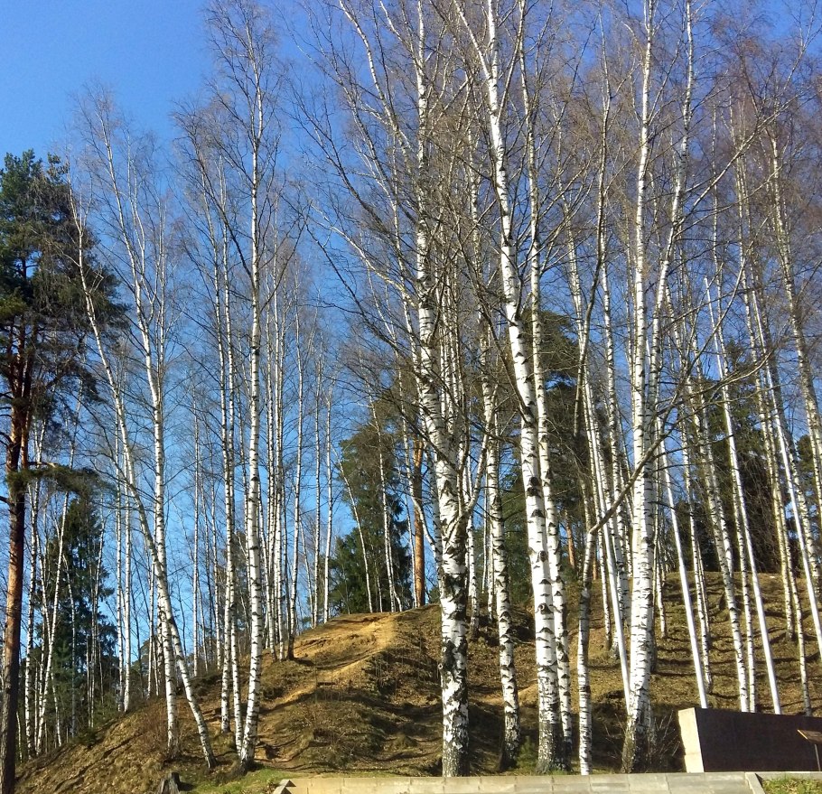 Береза курганской области