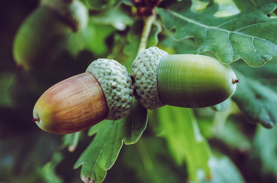Орех и Желудь плод