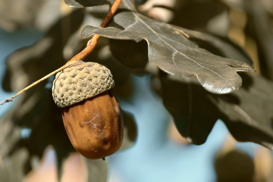Дуб черешчатый плод