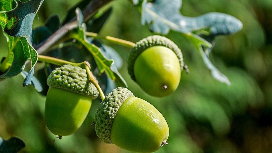 Дуб крупнопыльниковый желуди