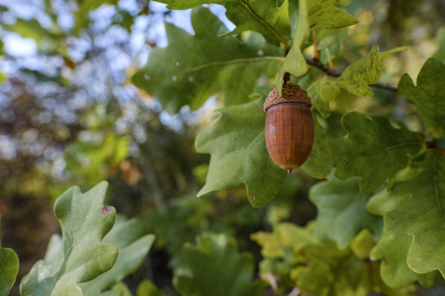 Дерево дуб с желудями