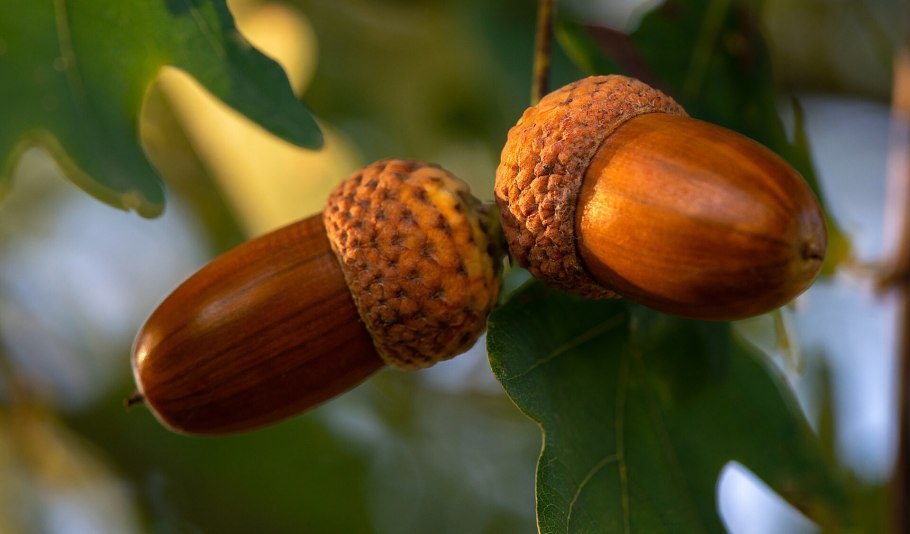 Плод дуба Желудь