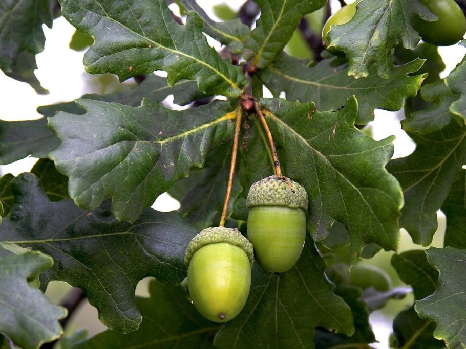 Дуб черешчатый (Quercus Robur)