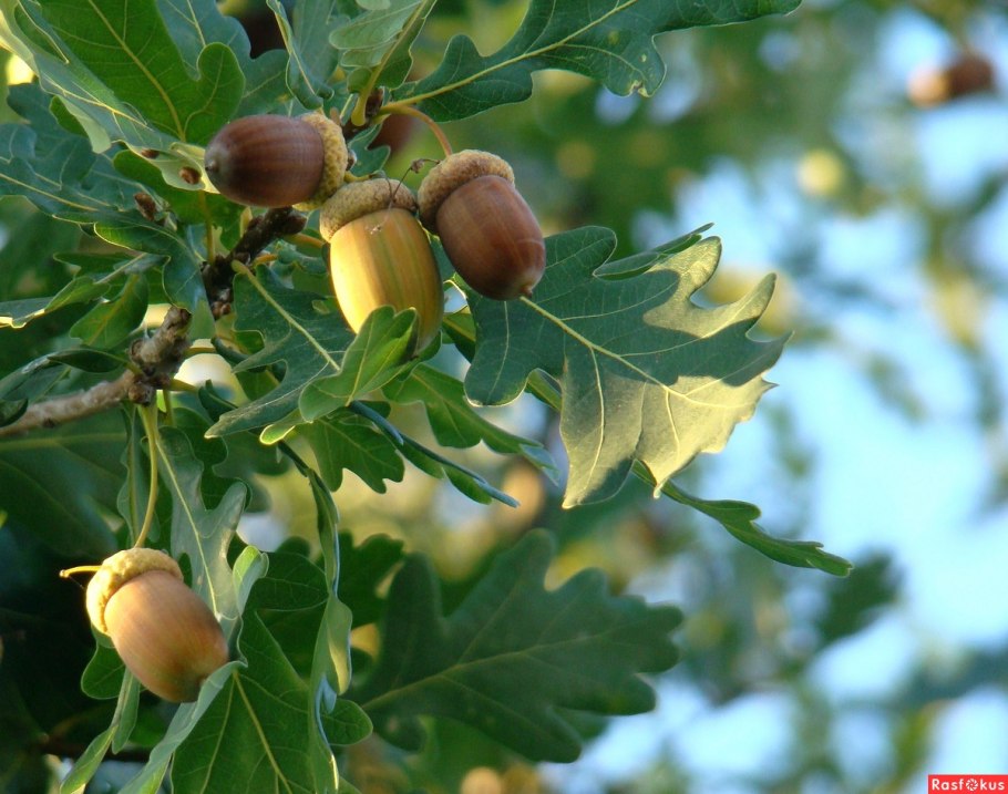 Дуб крупноплодный желуди