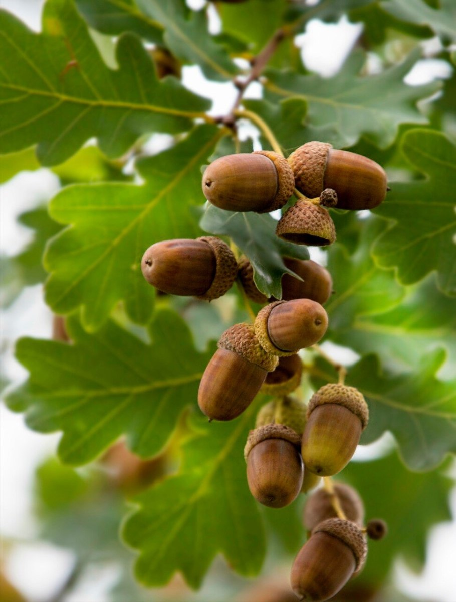 Дуб черешчатый желуди