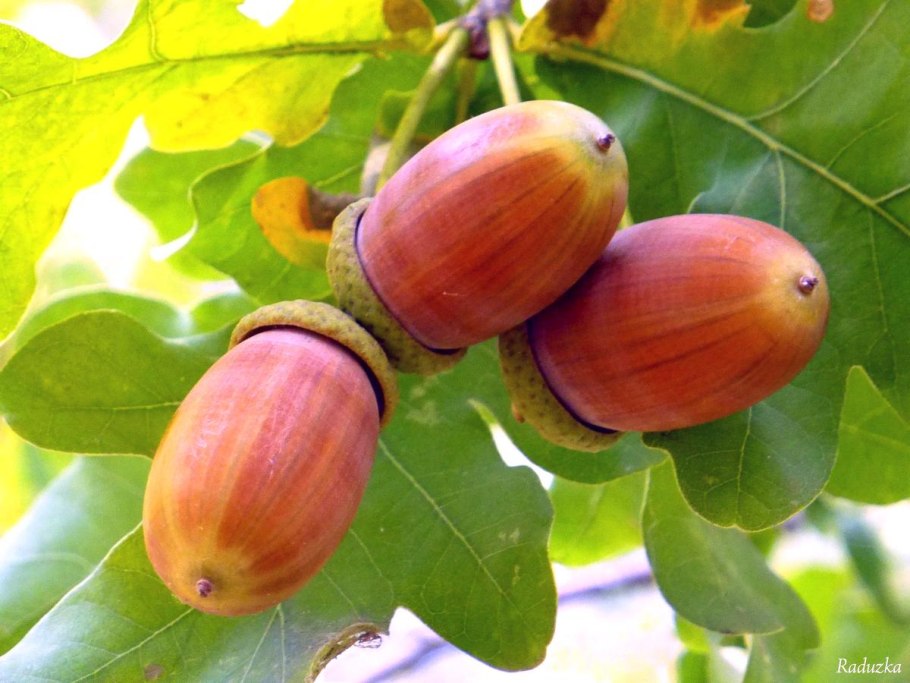 Семена дуба