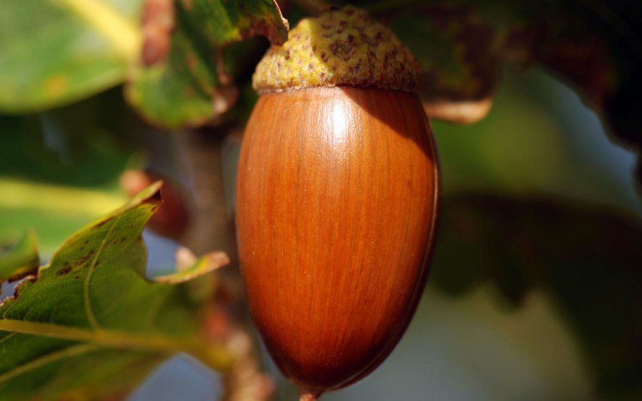 Дуб черешчатый листья и плоды