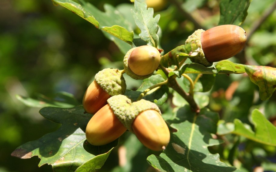 Дуб черешчатый плод