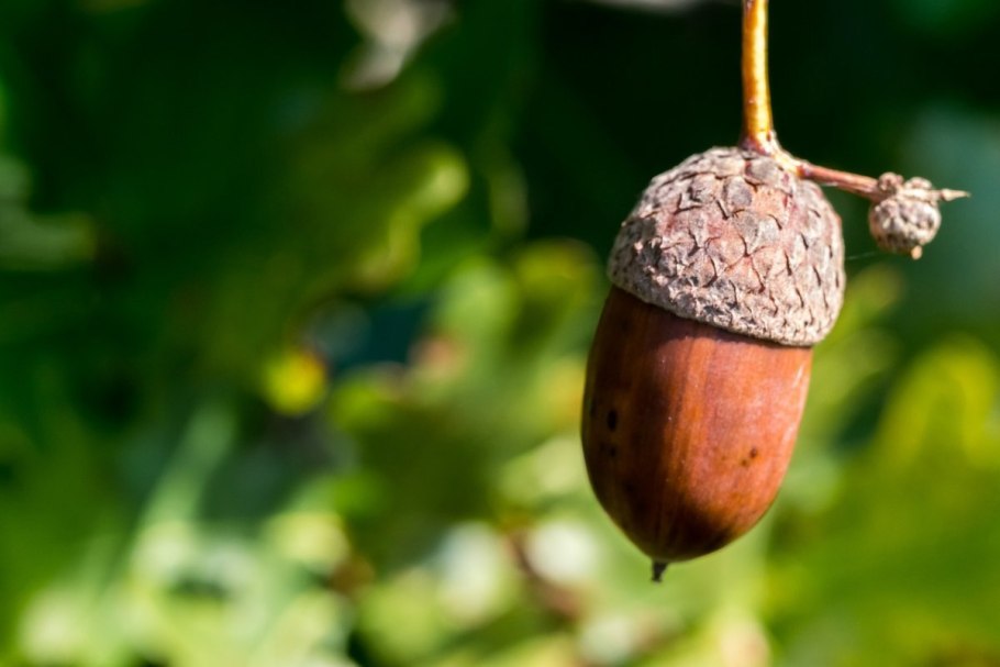 Дуб черешчатый желуди