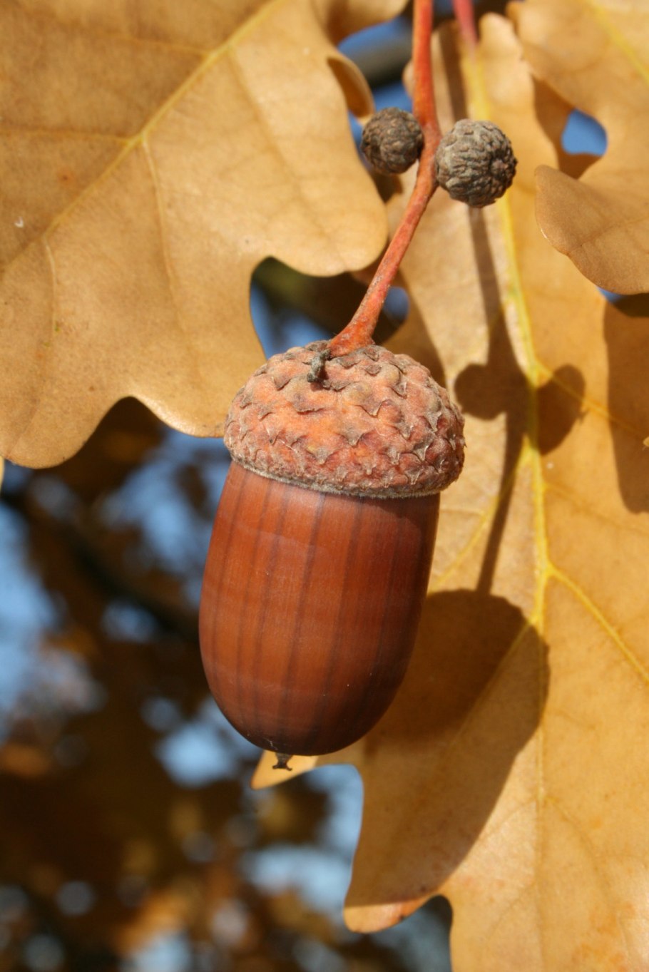 Каштан Желудь орех